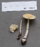 Amanita phalloides image